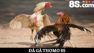 đá gà Thomo 8S