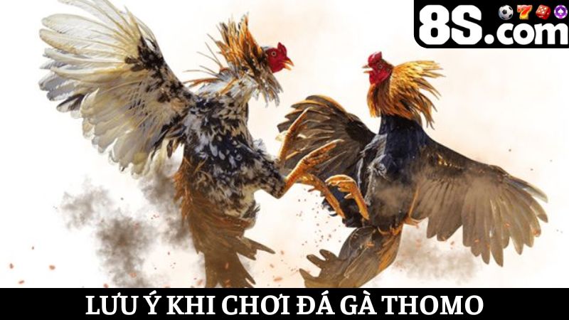lưu ý khi tham gia đá gà Thomo 8S