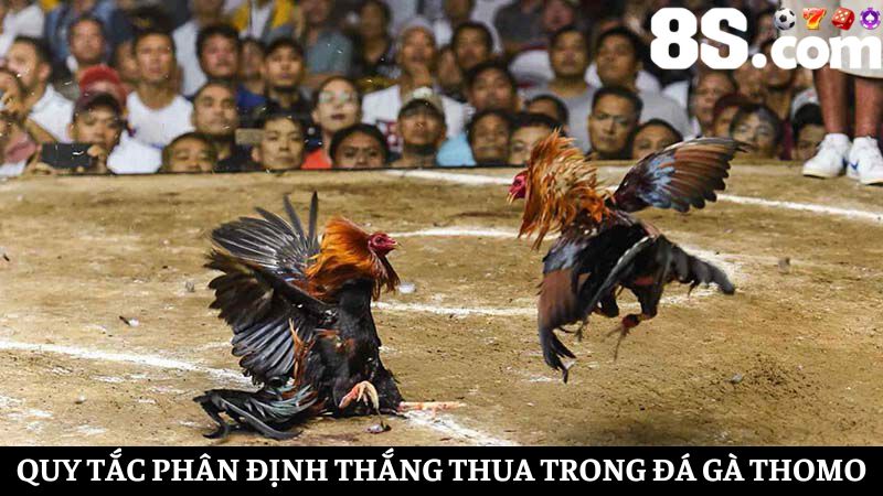 Quy tắc phân định thắng thua trong đá gà Thomo 8S